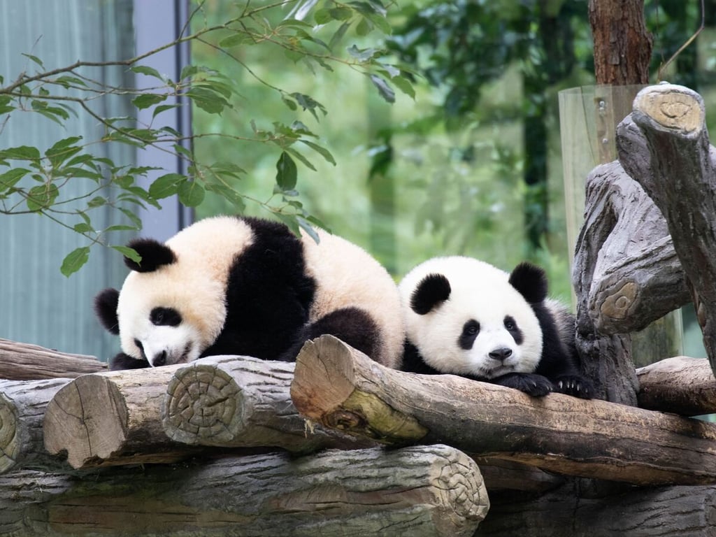 Two baby pandas lying on a wooden platform at Chengdu Panda Base