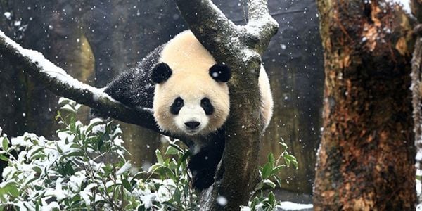 Giant panda climbing a tree in snowfall at Chengdu Research Base of Giant Panda Breeding
