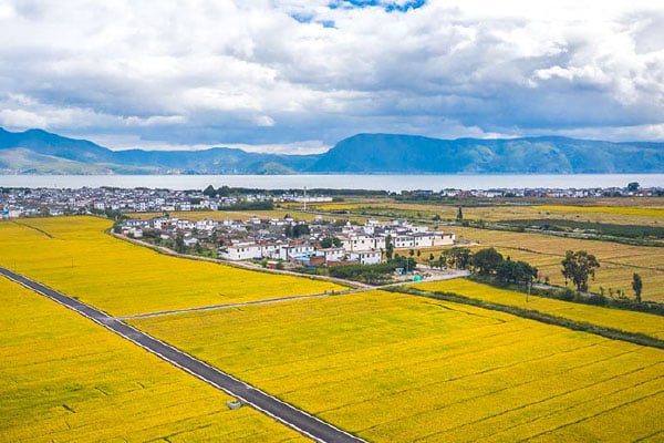 Aerial view of golden wheat fields around Xizhou Ancient Town by Erhai Lake in Dali, Yunnan, China.