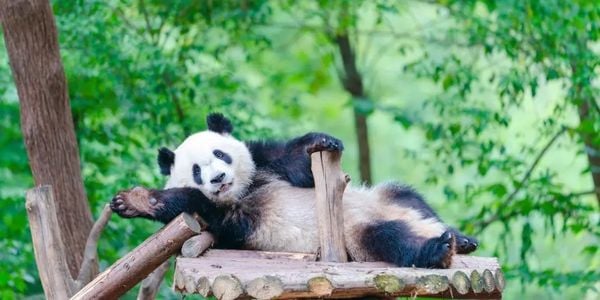 Giant panda resting on a wooden platform at Chengdu Research Base of Giant Panda Breeding, Sichuan panda experience