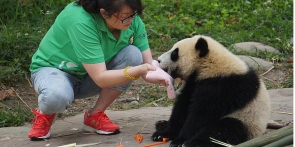 Volunteer replenishing fresh bamboo for a giant panda under keeper guidance at Dujiangyan Panda Base
