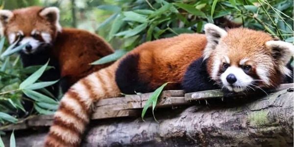 “The Neighbors of Giant Pandas” at a panda base, featuring companion species such as red pandas and other native wildlife