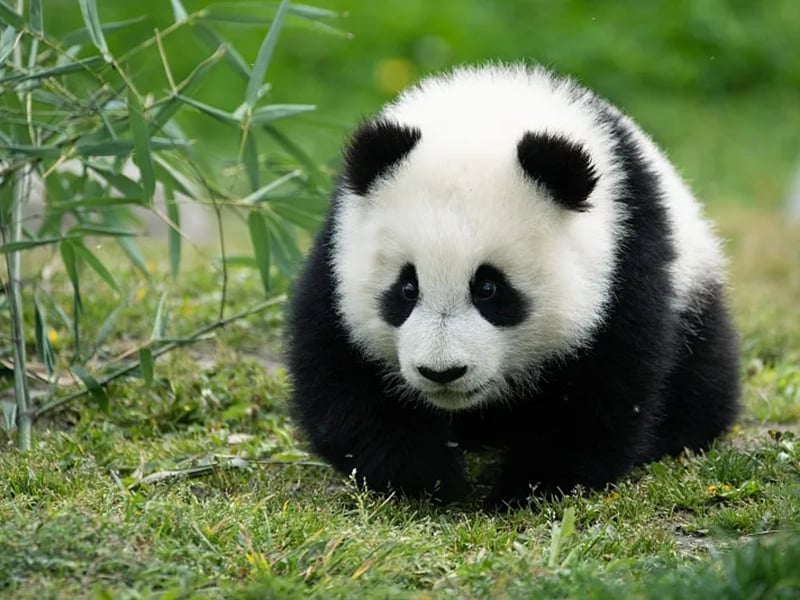 Sichuan Highlights Tour_Cute Giant Pandas