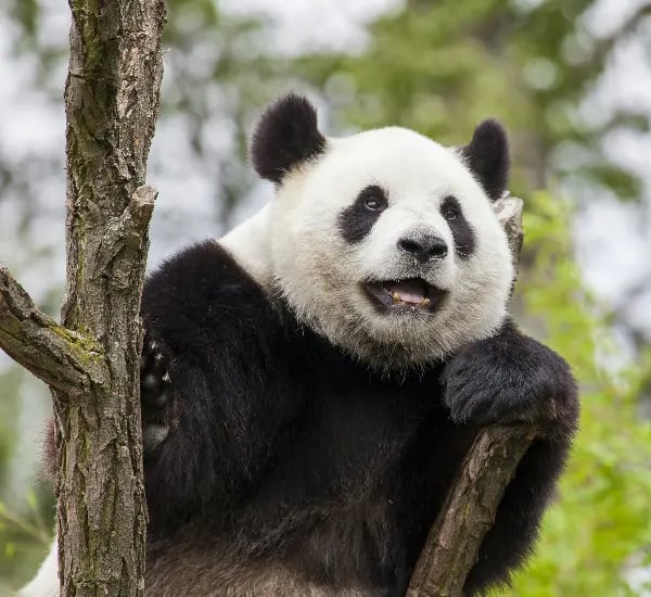 Chengdu