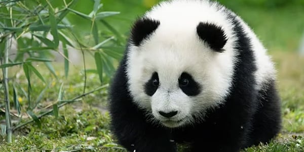 Meet Giant Pandas in Chengdu