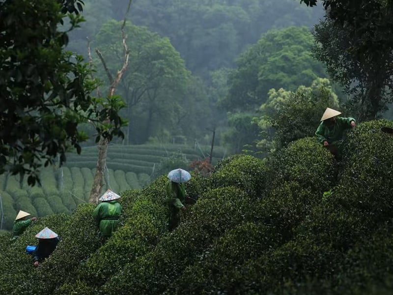 Shanghai Hangzhou 4-Day Tour_Hangzhou_Meijiawu Tea Village