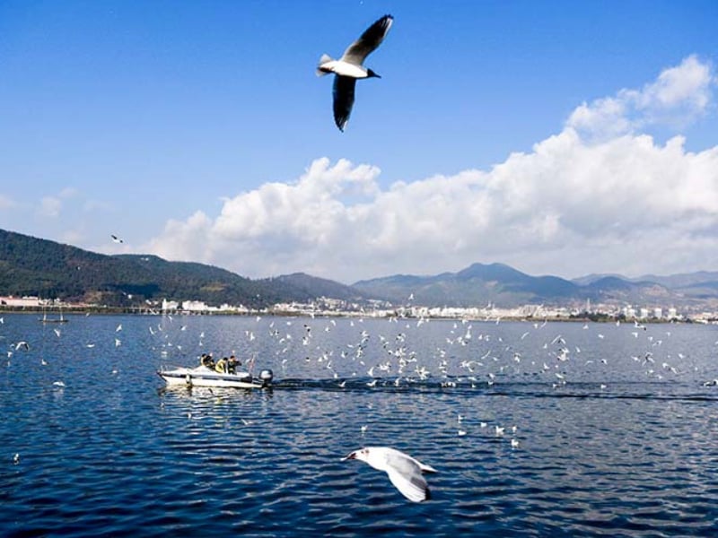 Flocks of seagulls flying over Erhai Lake with mountain backdrop, showcasing Dali’s winter ecology and lakeside scenery