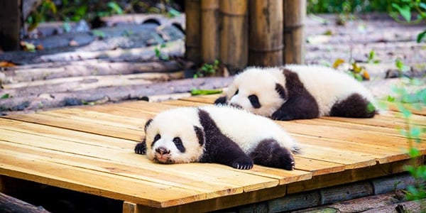 Giant panda cubs resting at Wolong Giant Panda Reserve in Sichuan, China