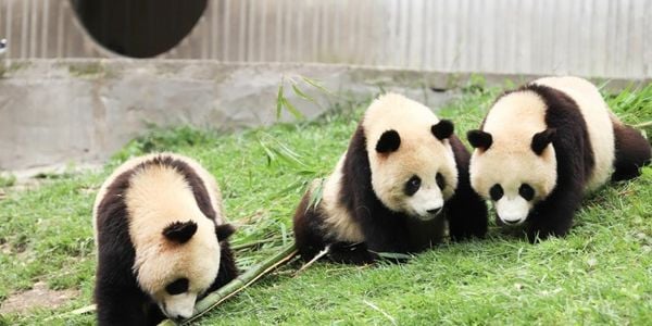 Three giant pandas playing together in an outdoor enclosure, showing playful social behavior and daily panda life
