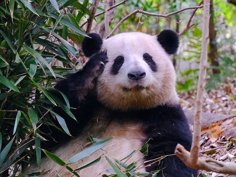 Head straight to the Sun & Moon Nurseries and Juvenile Panda Villa, maximizing your chance to see active baby pandas and the famous “He Hua”.