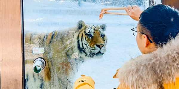 6 Day Beijing-Harbin Tour-Siberian Tiger Park